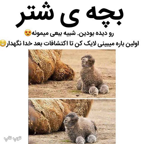 عکس نوشته خنده دار بچه شتر