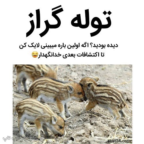 عکس نوشته خنده دار درباره توله گراز