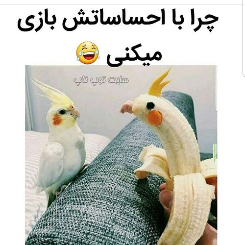 عکس نوشته خنده دار درباره عروس هلندی