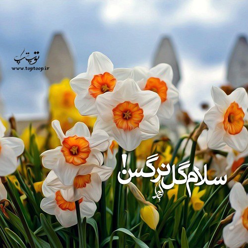 شعر گل نرگس