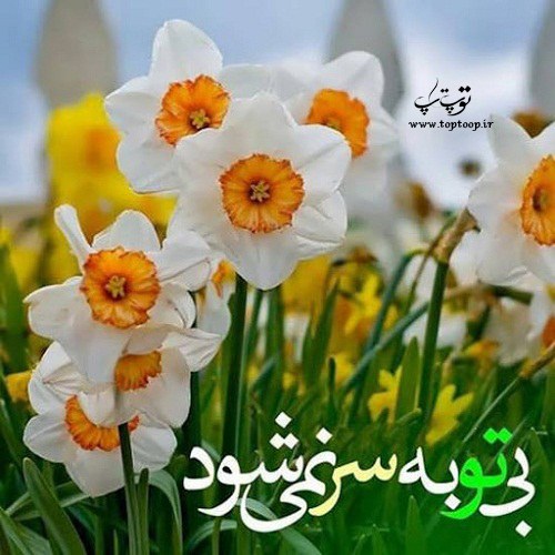 اشعار زیبا درباره گل نرگس