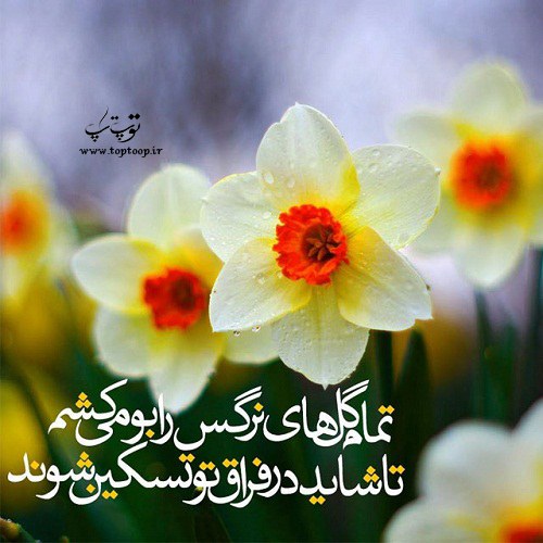 شعر گل نرگس کوتاه