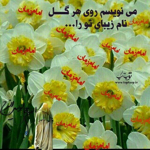 شعرهای قشنگ درباره گل نرگس