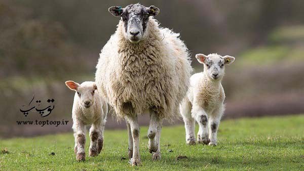 تعبیر خواب خرید و فروش گوسفند