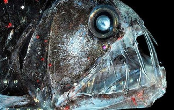 تصاویری از زشت ترین و وحشتناک ترین ماهی های دنیا