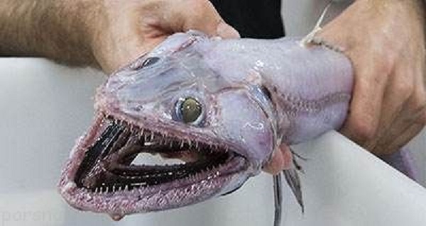 عجیب و وحشتناکترین ماهی ها