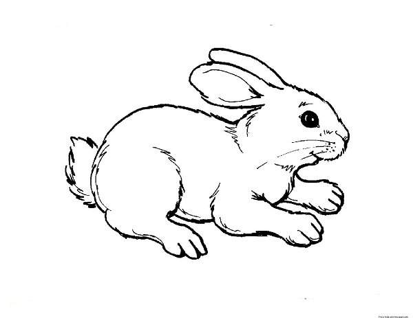 عکس خرگوش برای رنگ آمیزی کودک
