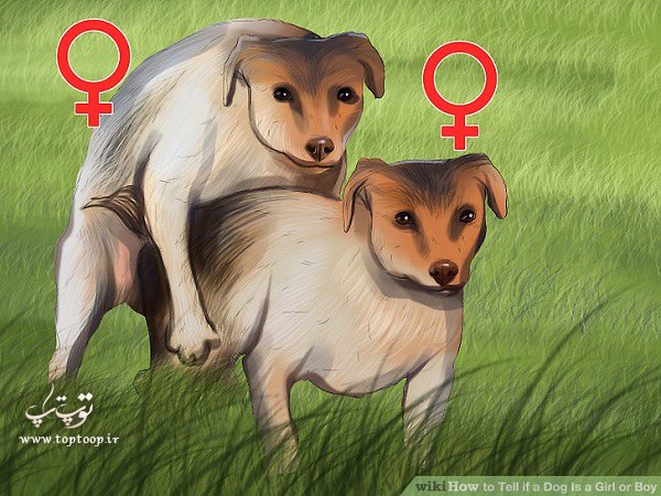 معرفی روش های تشخیص جنسیت سگ بصورت تصویری