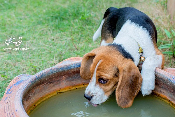علت زیاد آب خوردن سگ ،اب خوردن زیاد سگ نشانه چیست