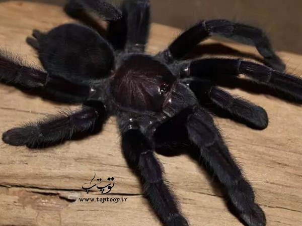 تعبیر خواب رتیل سیاه و بزرگ تعبیر خواب رتیل سیاه و بزرگ