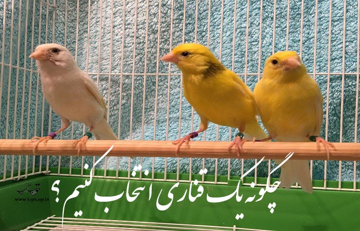 چگونه یک قناری انتخاب کنیم؟