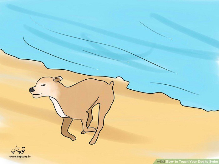 هدایت سگ به سمت ساحل و رها کردنش