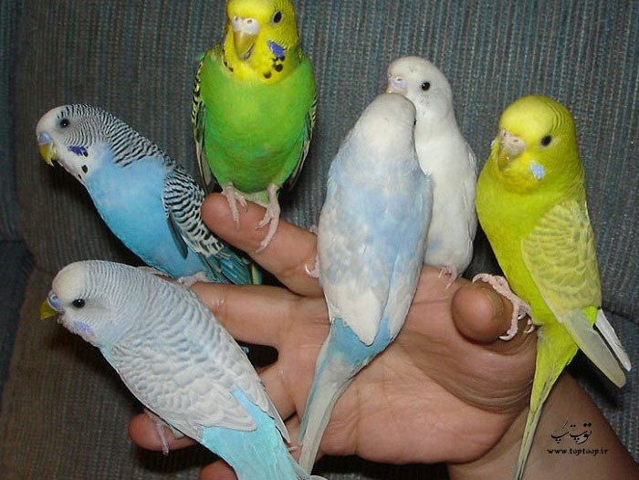 چگونه با مرغ عشق خود بازی کنیم