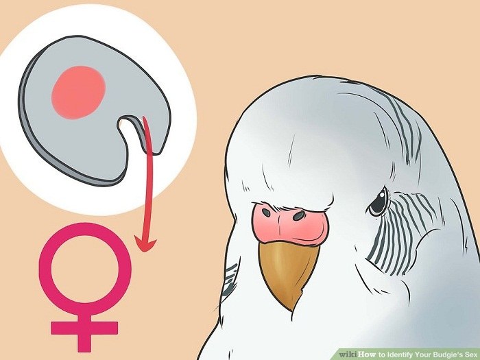 تعیین جنسیت مرغ عشق