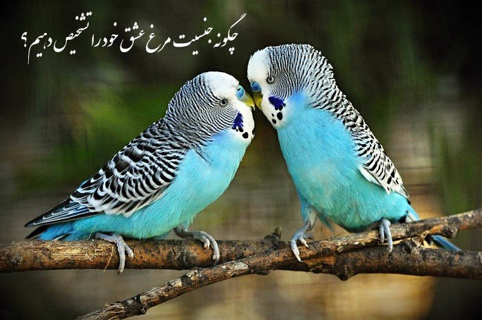 چگونه جنسیت مرغ عشق خود را تشخیص دهیم؟