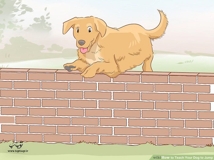 آموزش پریدن سگ از روی موانع