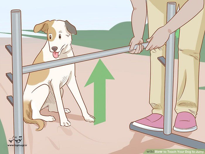 روش های آموزش سگ برای پریدن