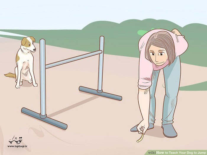 آموزش پریدن سگ از حلقه