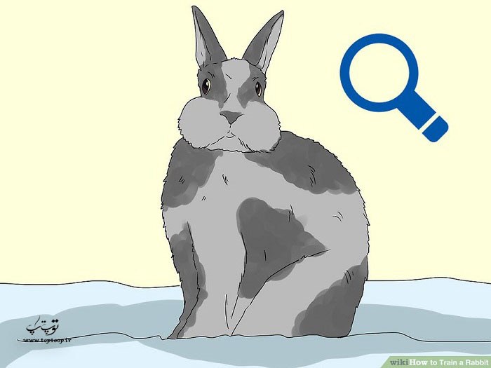 علت پرخاشگری خرگوش را بررسی کنید