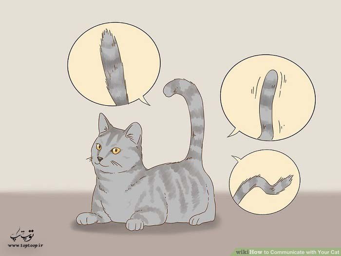 چگونه با گربه ارتباط برقرار کنیم