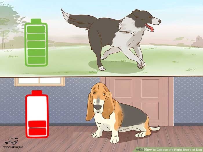 اندازه گیری سطح انرژی سگ