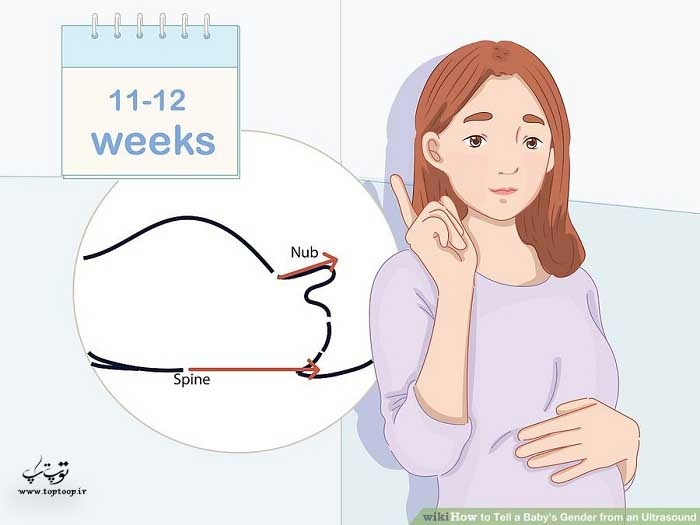 تئوری برآمدگی را در هفته 11 و 12 بررسی کنید