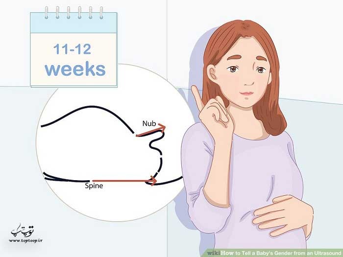 تئوری برآمدگی را در هفته 11 و 12 بررسی کنید