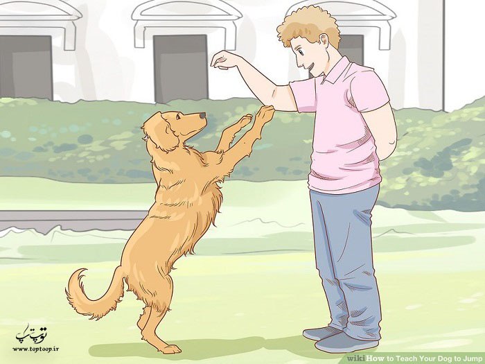 آموزش دستور بپر به سگ