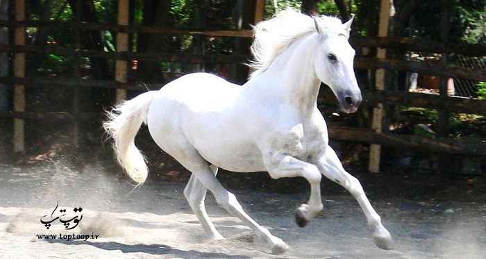 انتخاب اسم زیبا برای اسب ماده رنگ سفید