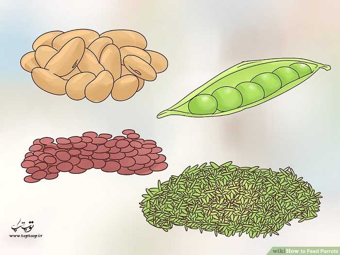 استفاده از حبوبات و غلات در رژیم غذایی طوطی