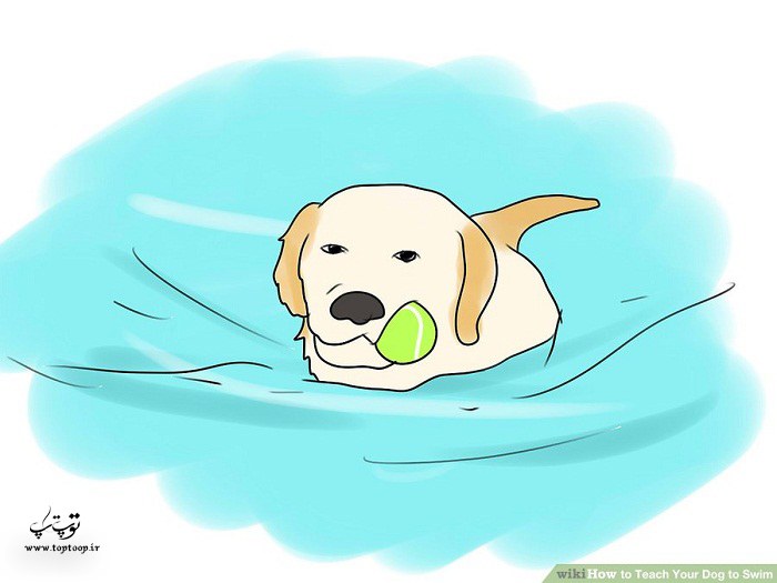 عادت دادن سگ به آب قبل شنا کردن