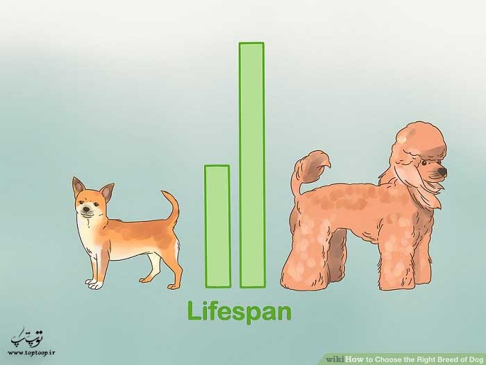 در نظر گرفتن طول عمر سگ