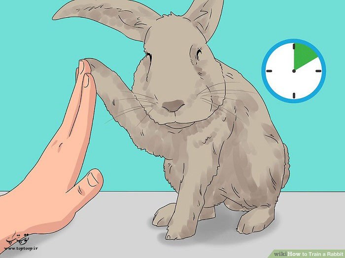اختصاص وقت زیاد برای آموزش خرگوش