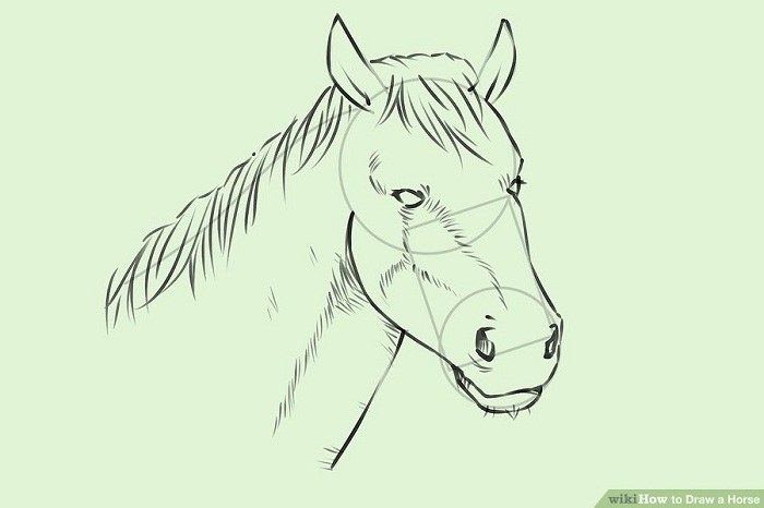 آموزش تصویری نقاشی از سر یک اسب