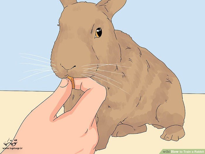 انجام رفتارهای مورد علاقه خرگوش