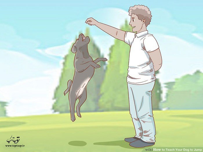 چگونه پرش را به سگ آموزش دهیم