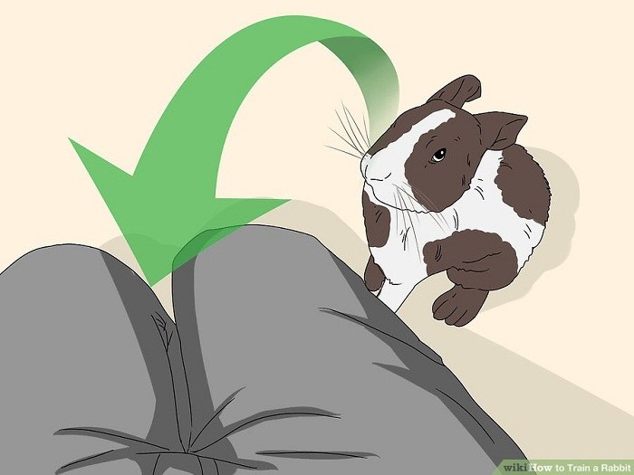 قرار گرفتن در موقعیت خوب برای آموزش خرگوش