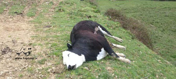 تعبیر خواب گاو مرده
