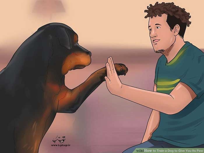 استفاده از اشارات کلامی برای آموزش دست دادن سگ