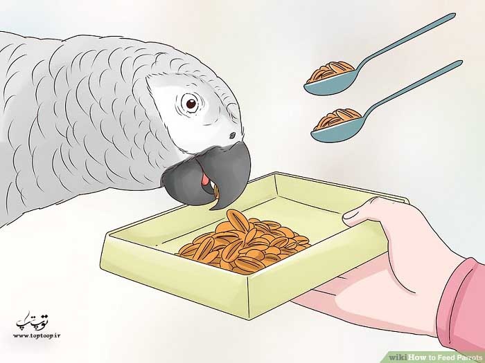 چگونه به طوطی خود غذا بدهیم