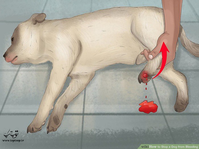 بالاتر نگه داشتن پای سگ در صورت خونریزی