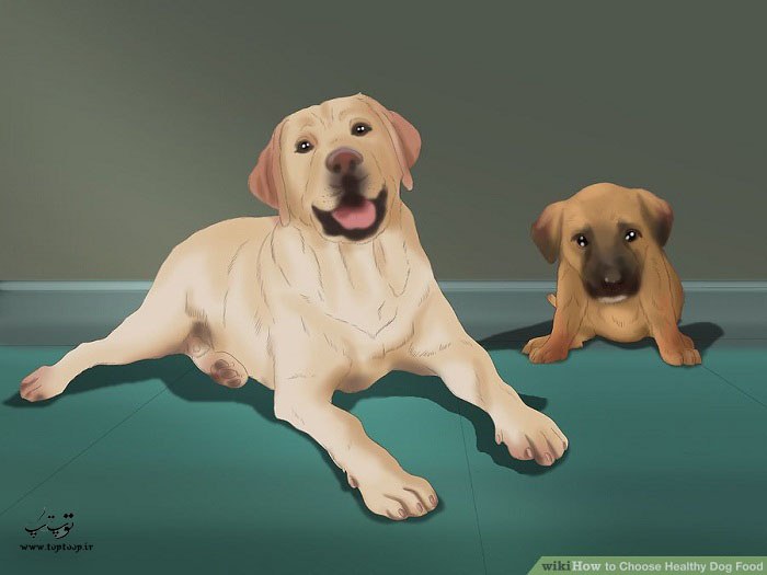 تعیین میزان فعالیت و سن سگ