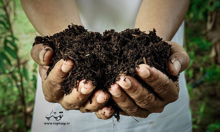 همه چیز درباره تعبیر خواب کود حیوانی و شیمیایی
