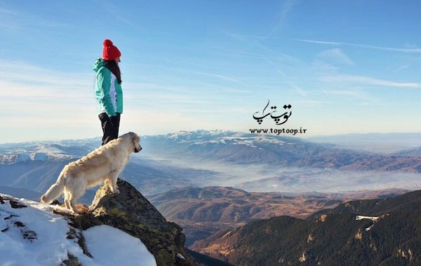 چرا سگ ها وفادار هستند ؟ بررسی با دلایل علمی چرا سگ ها وفادار هستند ؟ بررسی با دلایل علمی