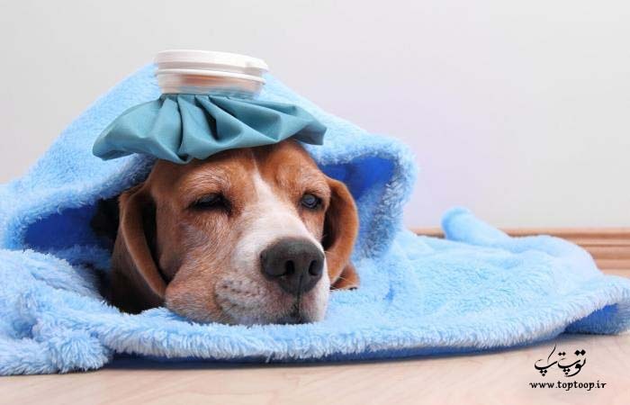 علائم سرماخوردگی سگ ، چگونه بفهمیم سگ سرما خورده است