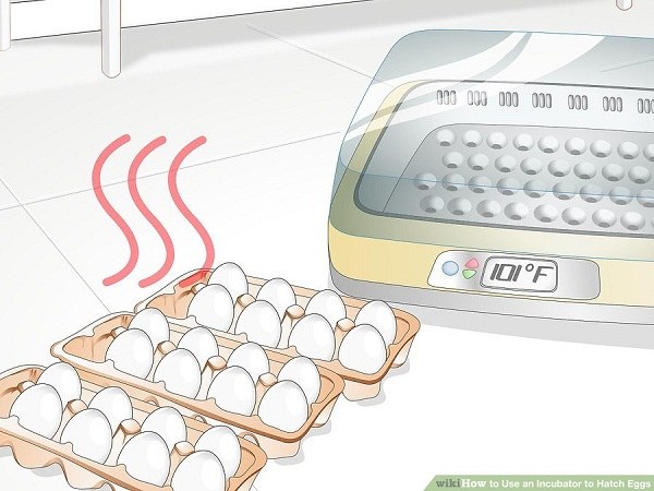 چگونه با دستگاه جوجه کشی تخم مرغ کار کنیم