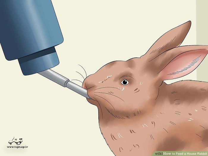 روش تغذیه خرگوش