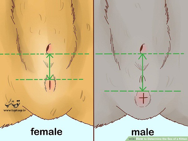 تشخیص جنسیت نوزاد گربه
