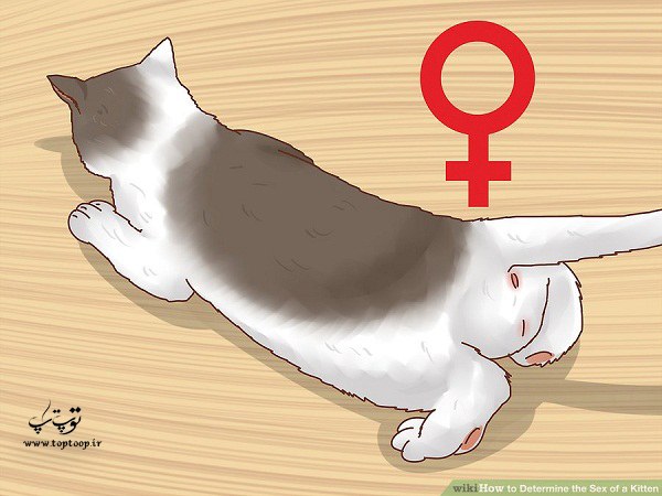 چگونه جنسیت بچه گربه را بفهمیم