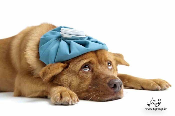 درمان های خانگی برای سرما خوردگی سگ